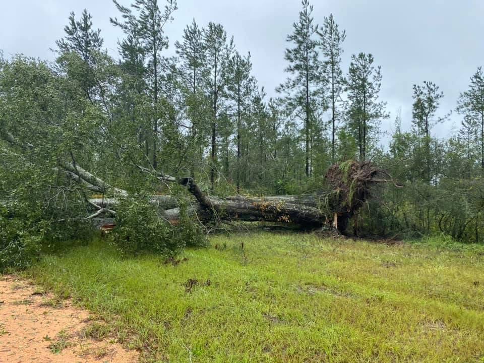 Large fallen tree ready for removal