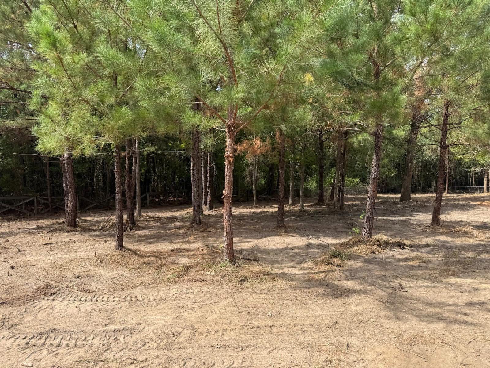 Pine stand with underbrush cleared out